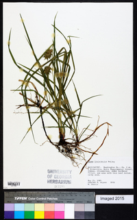 Carex louisianica image