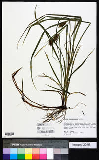 Carex louisianica image