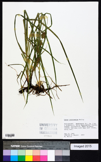 Carex louisianica image