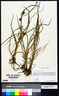 Carex louisianica image