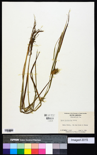 Carex louisianica image