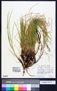 Carex lucorum image