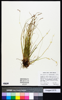 Carex lucorum var. austrolucorum image