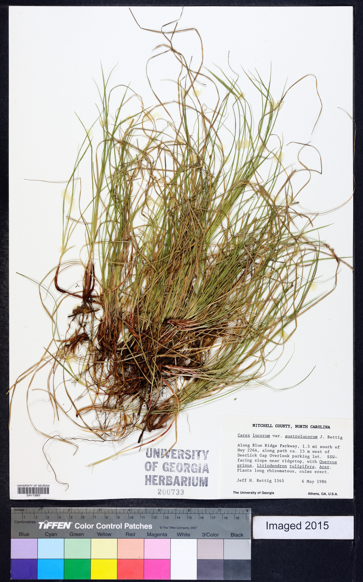 Carex lucorum image