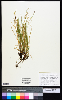 Carex lucorum var. austrolucorum image