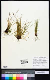 Carex lucorum image