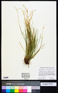 Carex lucorum image