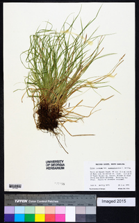 Carex lucorum image