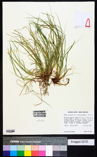 Carex lucorum var. austrolucorum image