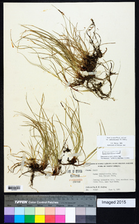 Carex lucorum var. austrolucorum image