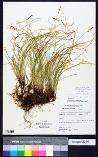 Carex lucorum image