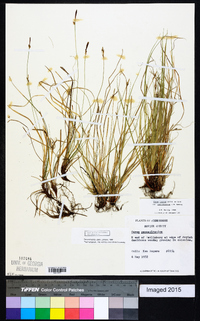 Carex lucorum var. austrolucorum image