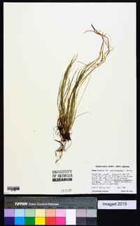 Carex lucorum image