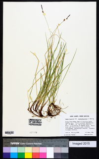 Carex lucorum var. austrolucorum image