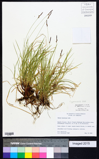 Carex lucorum image