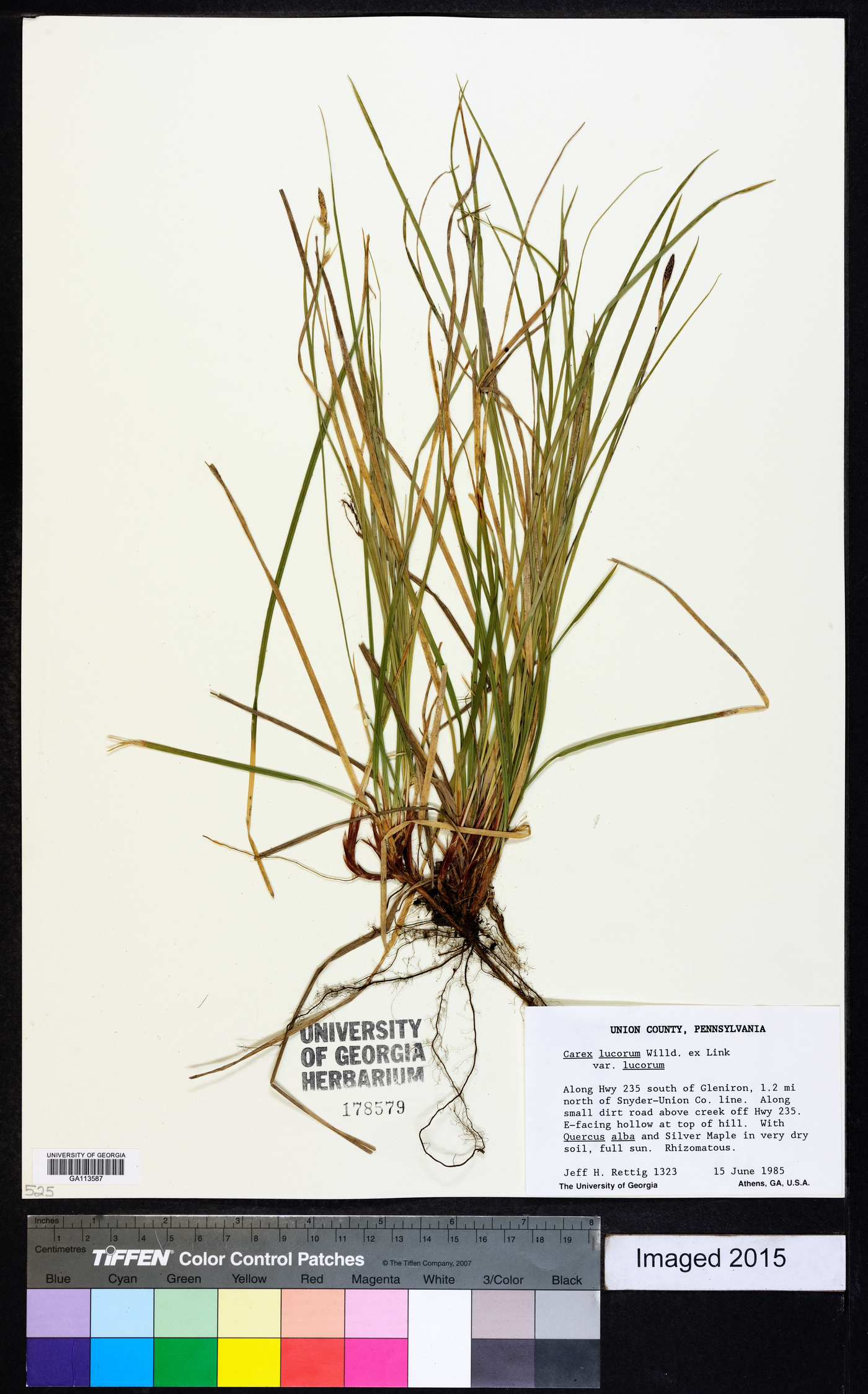 Carex lucorum image