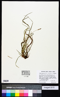 Carex lucorum image