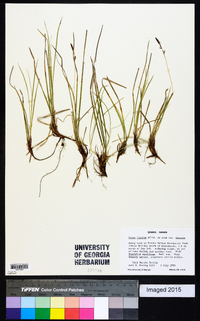 Carex lucorum image