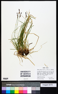 Carex lucorum image