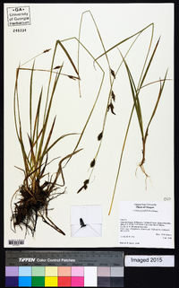 Carex luzulina image