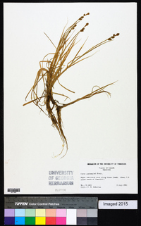 Carex mackenziei image