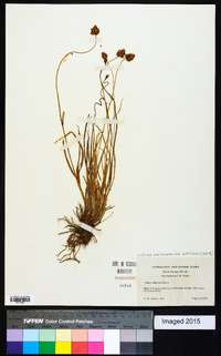 Carex subfusca image