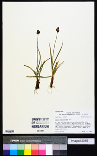 Carex macloviana image