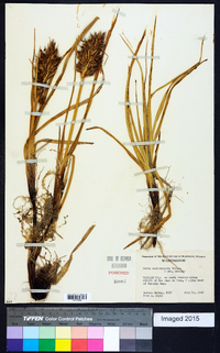 Carex macrocephala image