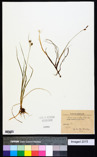 Carex magellanica image