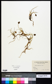 Carex maritima image