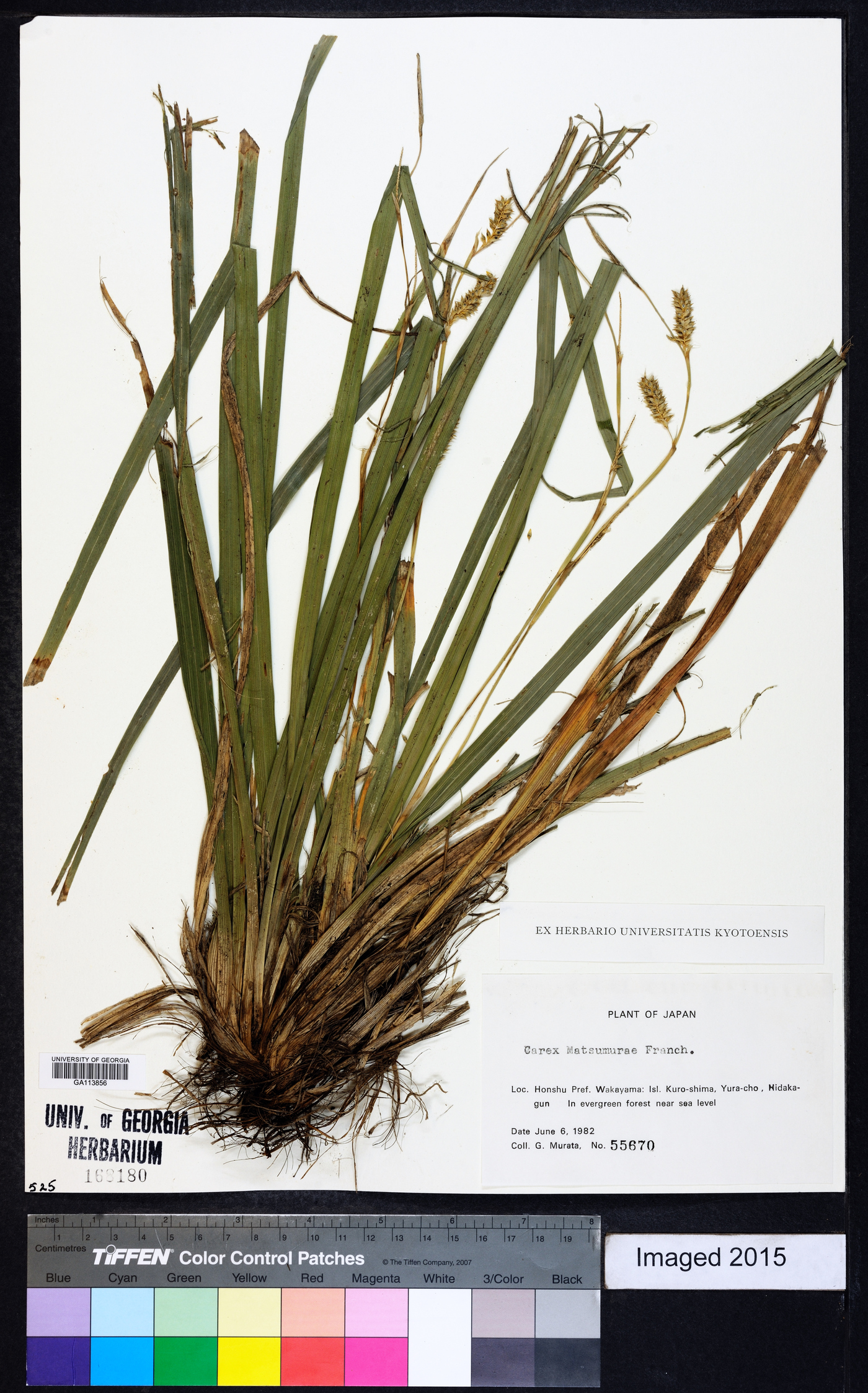 Carex matsumurae image