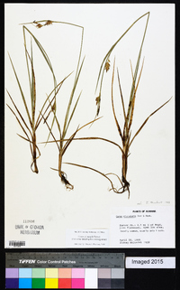 Carex meadii image