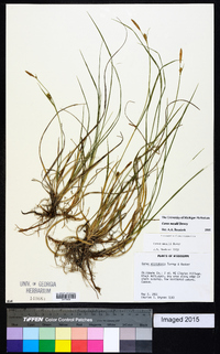 Carex meadii image