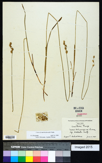 Carex merritt-fernaldii image