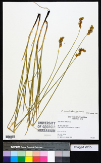 Carex merritt-fernaldii image