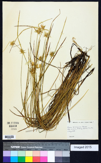 Carex michauxiana image