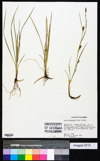 Carex microdonta image