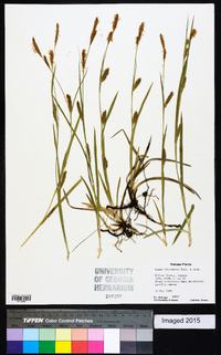 Carex microdonta image