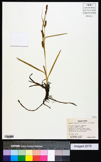 Carex microdonta image