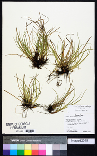 Carex microrhyncha image