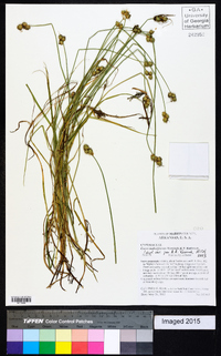 Carex molestiformis image