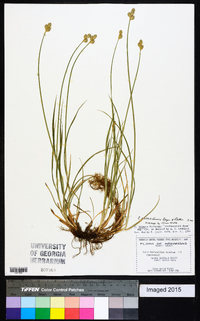 Carex molestiformis image