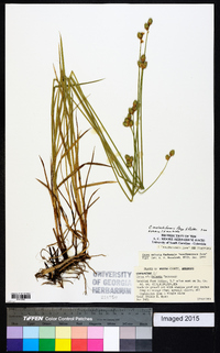 Carex molestiformis image