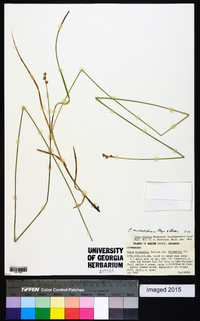 Carex molestiformis image