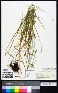 Carex molestiformis image