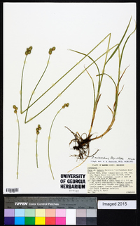 Carex molestiformis image