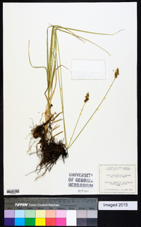 Carex muehlenbergii var. enervis image