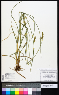 Carex muehlenbergii var. enervis image