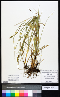 Carex muehlenbergii var. enervis image