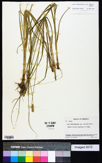 Carex muehlenbergii var. enervis image